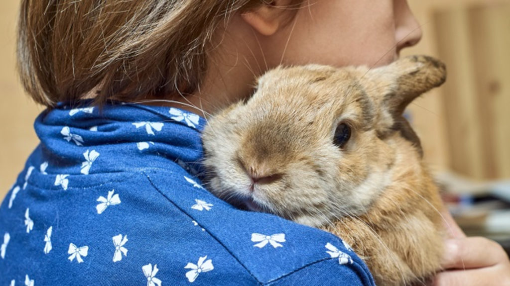 Rabbit on girls shoulder